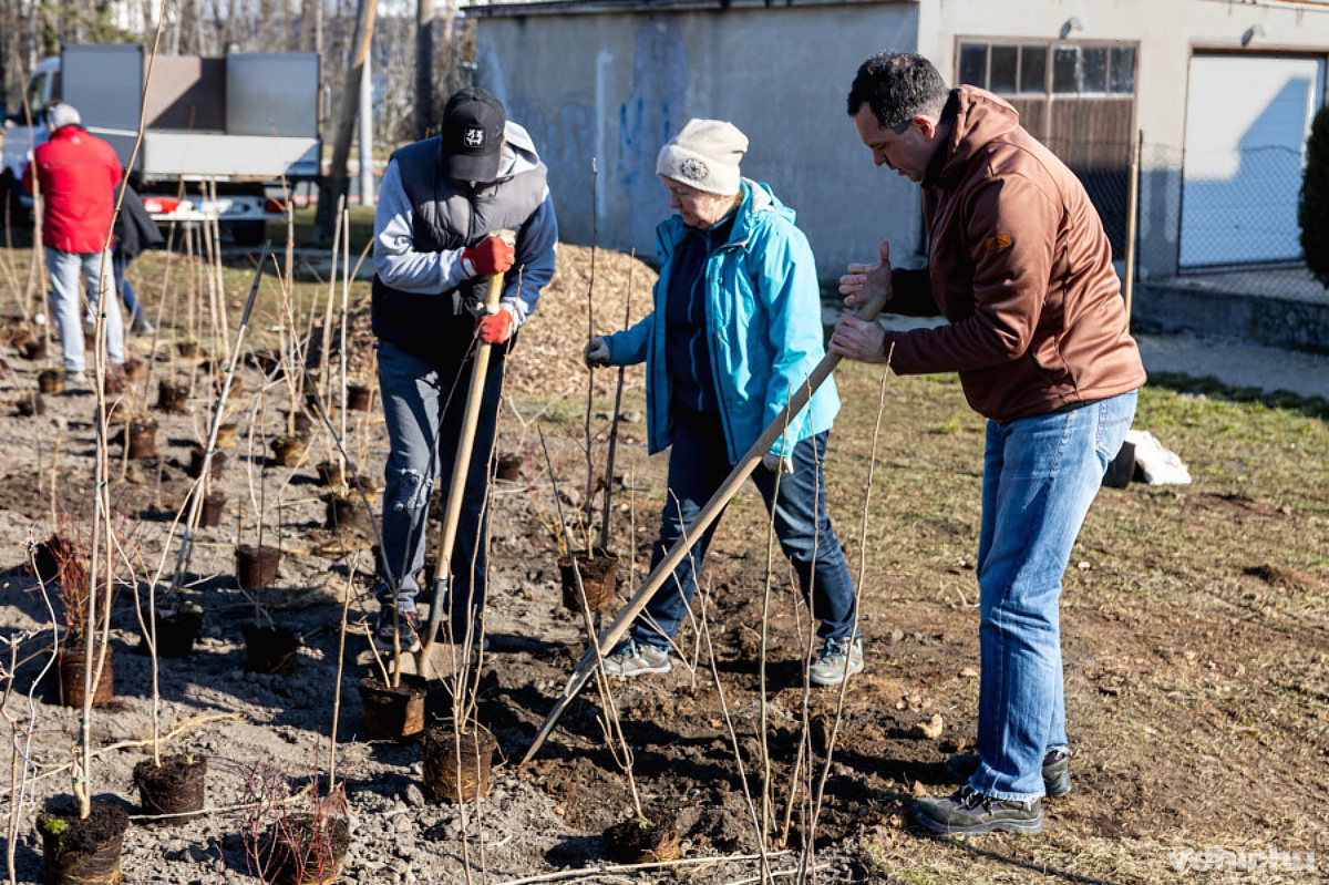 "Sűrűfa ültetés a Dózsavárosban