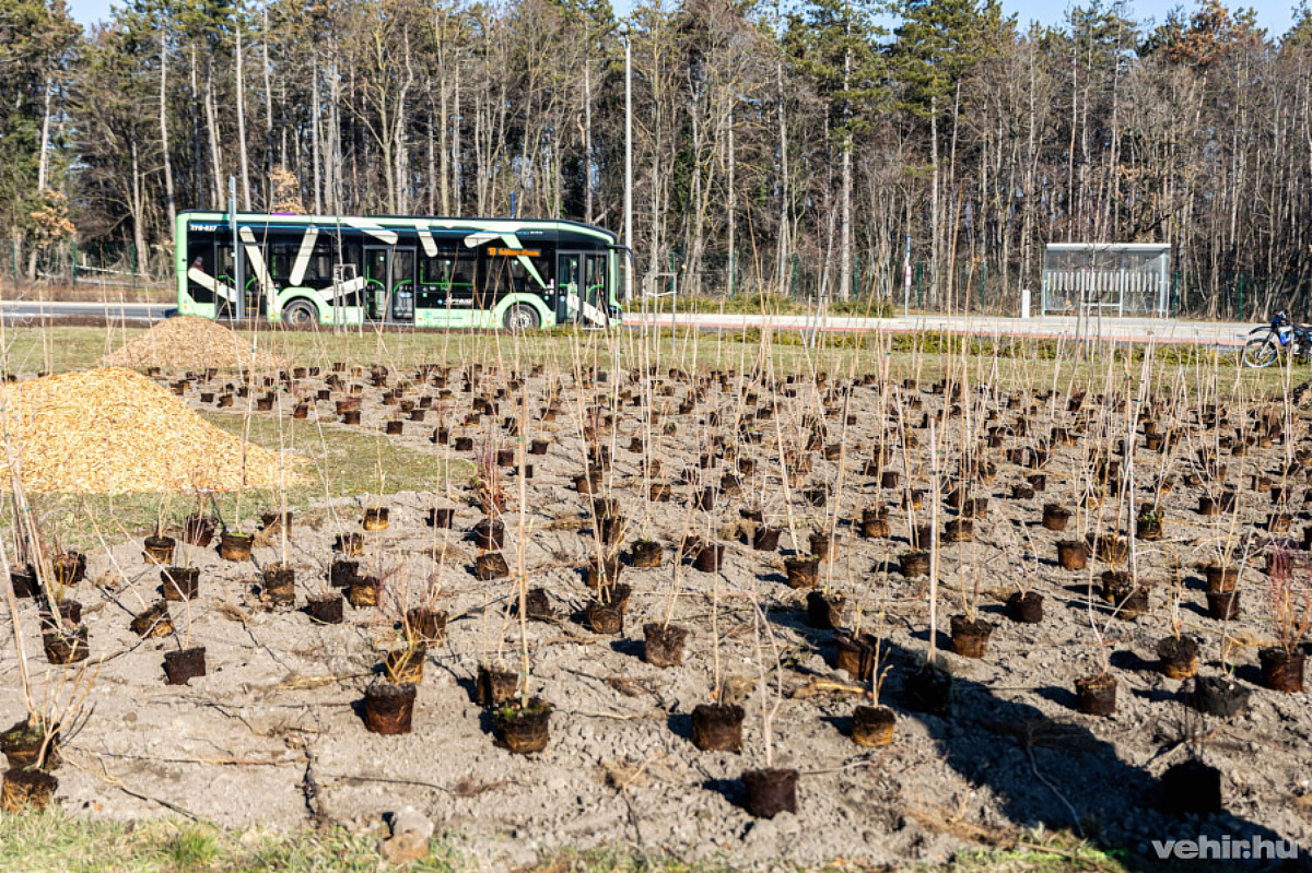 A sűrű növényzet rendkívül hatékonyan csökkenti majd a városi hőszigethatást.